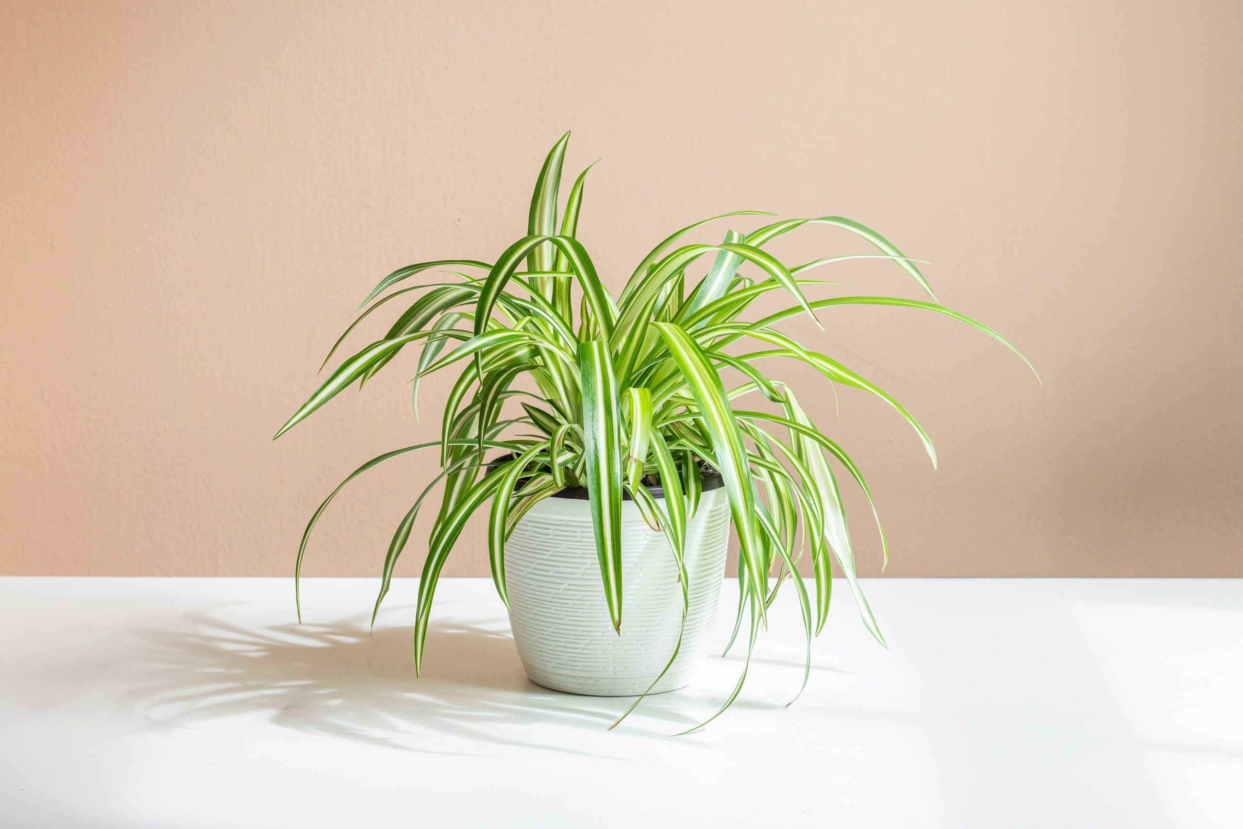 What Is The Green Plant That Looks Like A Spider Plant?